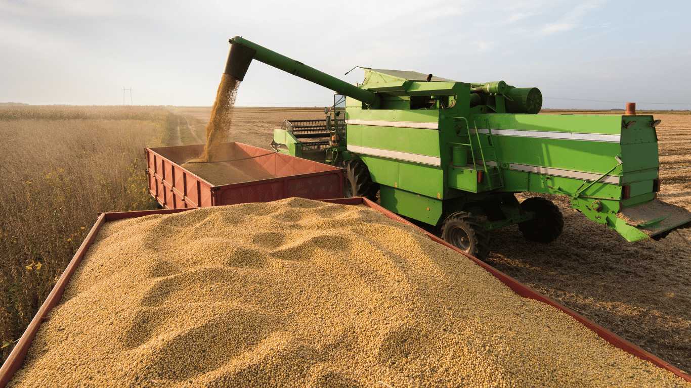 Guide to Securing Premium Soybeans in the UAE
